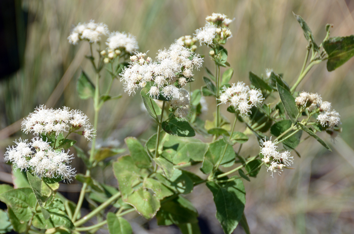Fragrant Snakeroot grows in elevations between 5,000 and 9,000 feet and prefers multiple habitat types; openings in pine forest communities, rocky slopes, meadows, ridges, washes and along streams. Ageratina herbacea Fragrant Snakeroot grows in elevations between 5,000 and 9,000 feet and prefers multiple habitat types; openings in pine forest communities, rocky slopes, meadows, ridges, washes and along streams. Ageratina herbacea